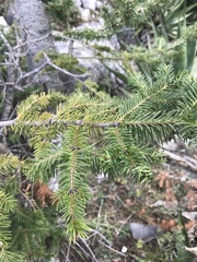 Abies vejarii