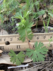 Geranium texanum