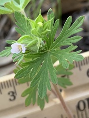 Geranium texanum