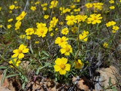 Leptosyne stillmanii