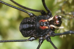 Forsteropsalis inconstans