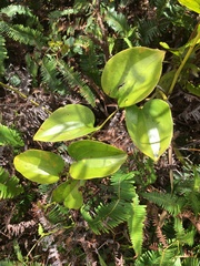 Smilax melastomifolia