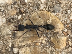 Myrmecia pyriformis