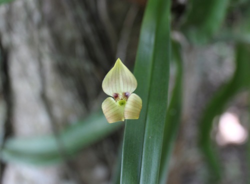 Maxillaria egertoniana
