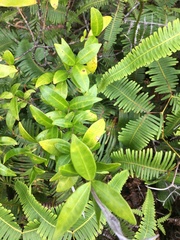 Alyxia stellata