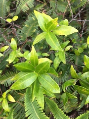 Alyxia stellata