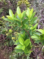 Wikstroemia oahuensis
