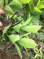 Wikstroemia oahuensis