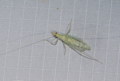 Oecanthus exclamationis