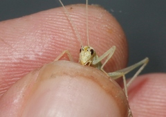 Oecanthus exclamationis