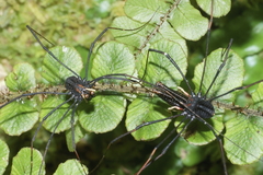 Forsteropsalis inconstans