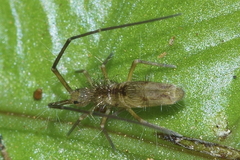 Paronellidae