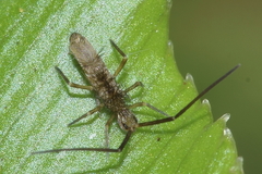 Paronellidae