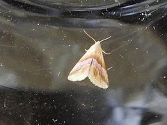 Eublemma roseana