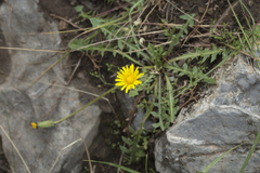 Taraxacum monochlamydeum