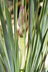 Yucca reverchonii