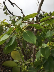 Metrosideros macropus