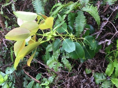 Metrosideros macropus