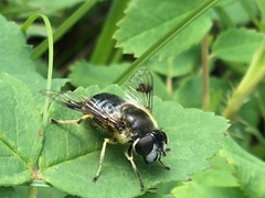 Eristalis rupium