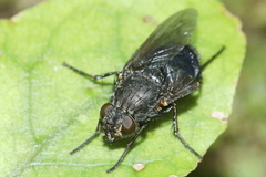 Calliphora quadrimaculata
