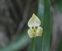 Maxillaria egertoniana