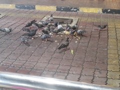 Columba livia domestica