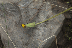 Taraxacum monochlamydeum