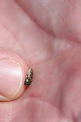 Acmaeodera gillespiensis