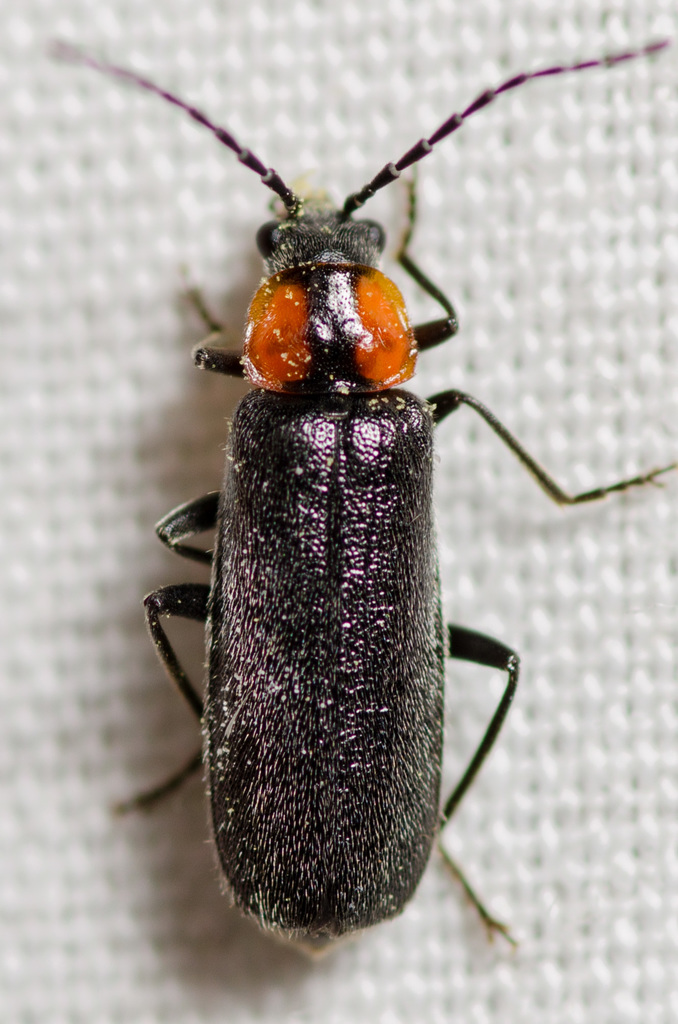 Rhagonycha lineola