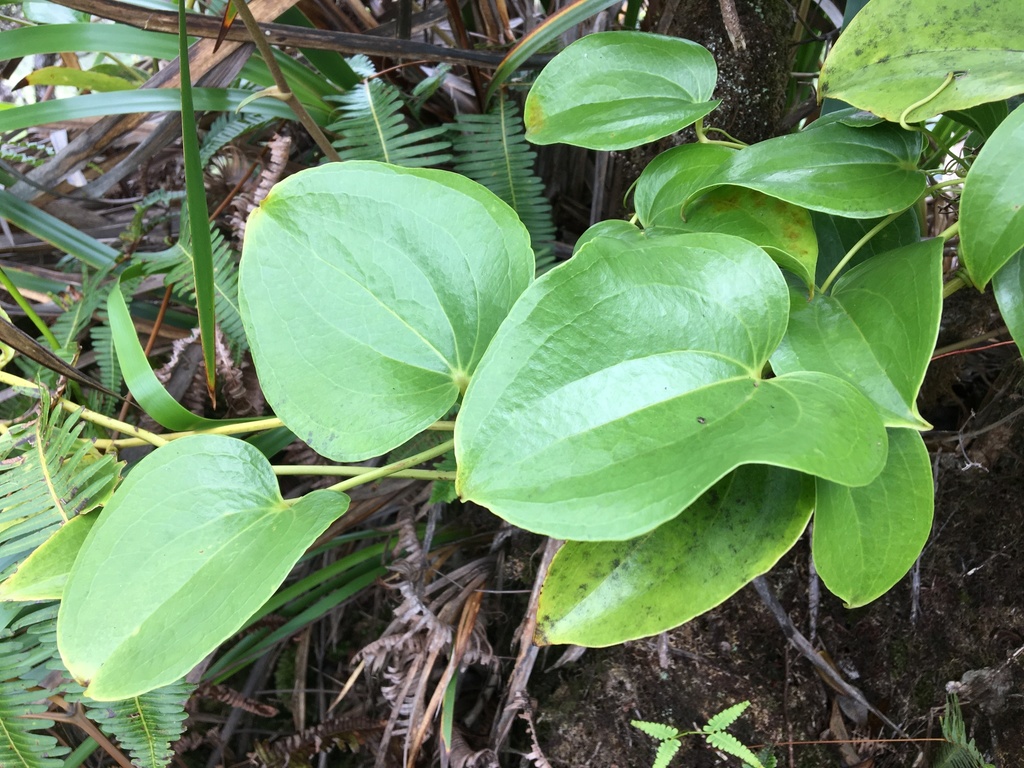 Smilax melastomifolia