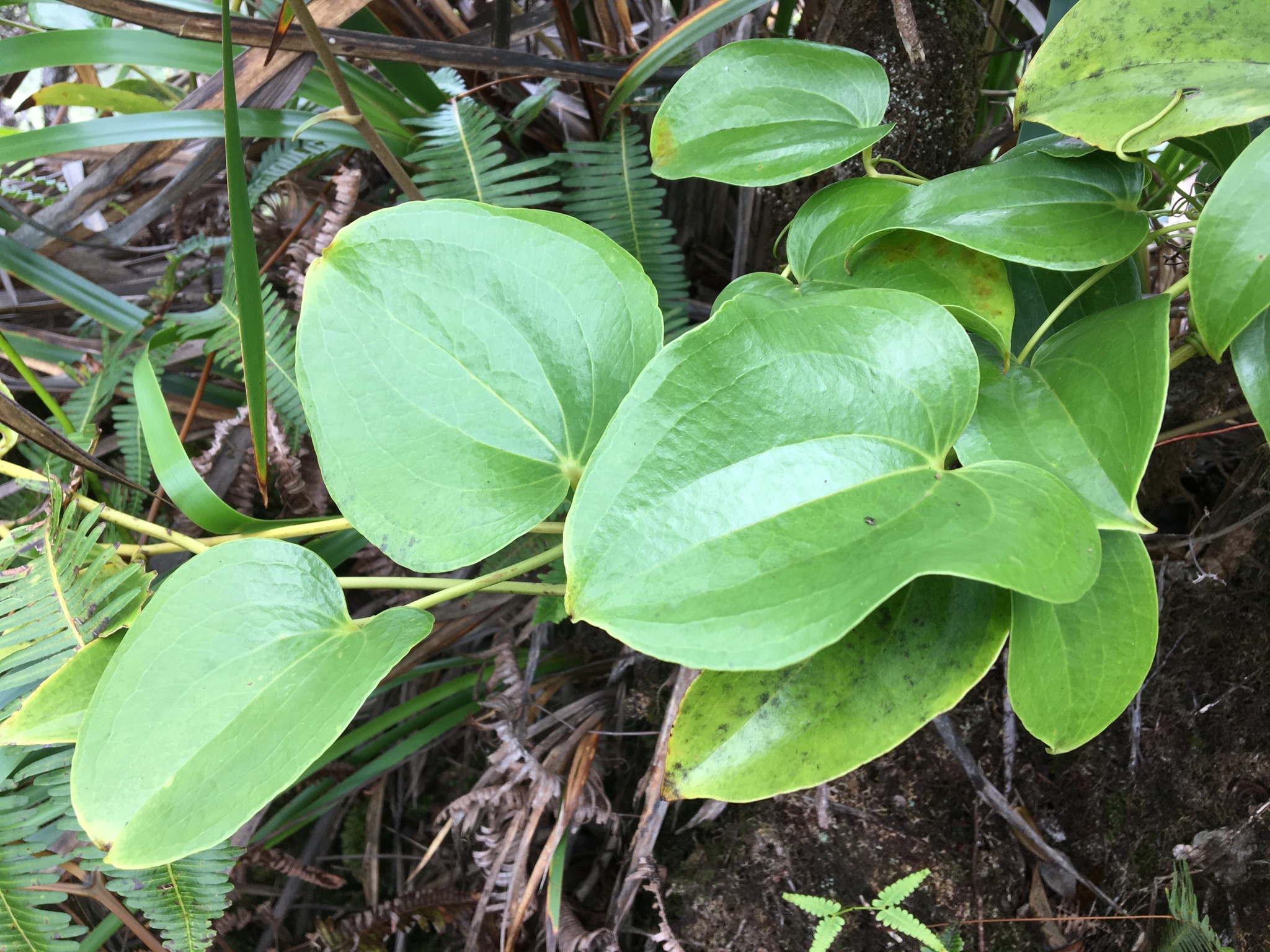 Smilax melastomifolia