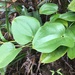 Smilax melastomifolia - Photo (c) thatplantguy,  זכויות יוצרים חלקיות (CC BY-NC), uploaded by thatplantguy