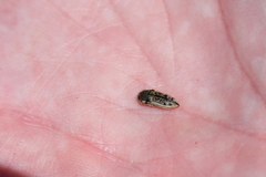 Acmaeodera gillespiensis