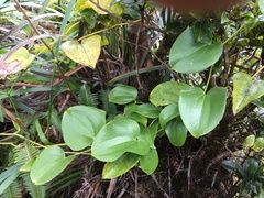 Smilax melastomifolia