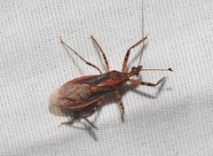 Castolus ferox
