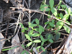 Floerkea proserpinacoides