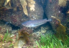 Pseudophycis palmata