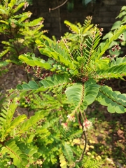 Phyllanthus pulcher