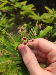 Phyllanthus pulcher