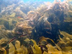 Trachinops caudimaculatus