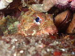 Hemilepidotus hemilepidotus