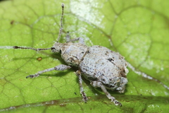 Chalepistes costifer