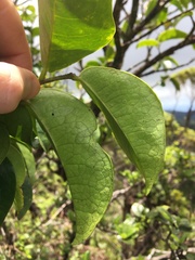 Antidesma platyphyllum