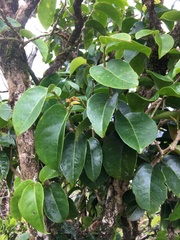 Antidesma platyphyllum