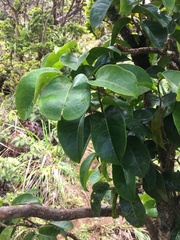 Antidesma platyphyllum