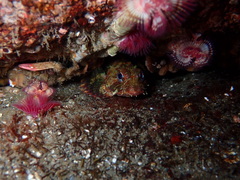 Hemilepidotus hemilepidotus