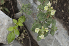 Scutellaria cordifrons