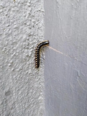 Asiomorpha coarctata