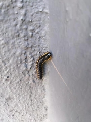 Asiomorpha coarctata