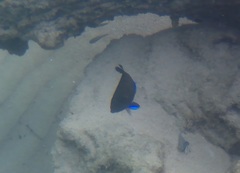 Centropyge multispinis